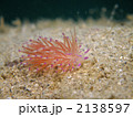 セスジミノウミウシ