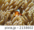カクレクマノミ