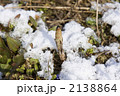 春の雪とつくし
