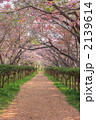 遊歩道と桜並木