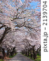 松前藩戸切地陣屋跡の桜のトンネル02