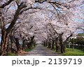 松前藩戸切地陣屋跡の桜のトンネル01