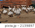 2139897