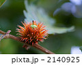ドングリ　カシワ