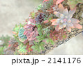 多肉植物のツリー