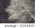 闇に輝く枝