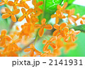 キンモクセイの花のアップ