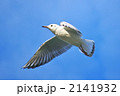 飛ぶゆりかもめ