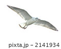 飛ぶゆりかもめ