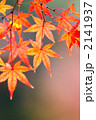 紅葉したモミジの葉
