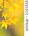 紅葉したモミジの葉