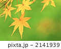 紅葉したモミジの葉