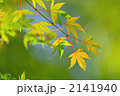 紅葉したモミジの葉