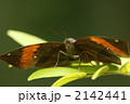 コノハチョウ