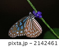 吸蜜するリュウキュウアサギマダラ