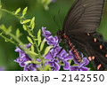 吸蜜するジャコウアゲハのオス