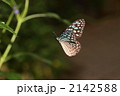 リュウキュウアサギマダラの飛翔
