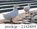 佇む家鴨