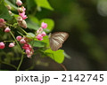 吸蜜するタイワンシロチョウのメス