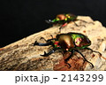 ニジイロクワガタ