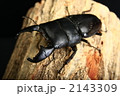 スマトラオオヒラタクワガタ