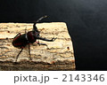 ディティエールシカクワガタ