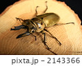 モセリオウゴンオニクワガタ