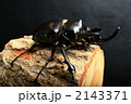 アクティオンゾウカブト