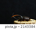 サタンオオカブト