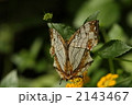 イシガケチョウ