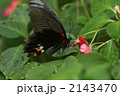 吸蜜するナガサキアゲハのメス