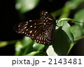 ツマムラサキマダラのメス