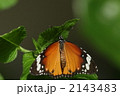 カバマダラ