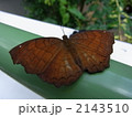 カバタテハ