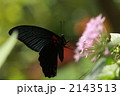 吸蜜するナガサキアゲハのオス
