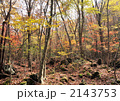 青木ヶ原樹海の紅葉-14328