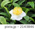 茶花-22771