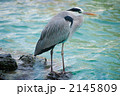 サギ