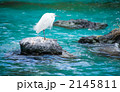 白サギ