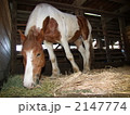 馬