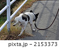 犬・フレンチブルドッグ
