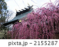 結城神社の枝垂れ梅