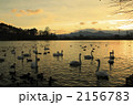 夕暮れの湖の白鳥たち