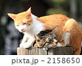 日向ぼっこする2匹の猫.