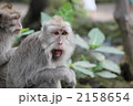 サルの叫び