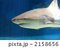 サメ