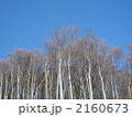 ブナの冬木立　