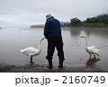 白鳥に餌を与える男性