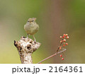 うぐいす