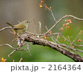 うぐいす